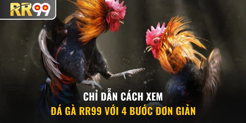 Chỉ dẫn cách xem đá gà RR99 với 4 bước