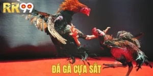 Đá gà cựa sắt tại trang chủ rr99