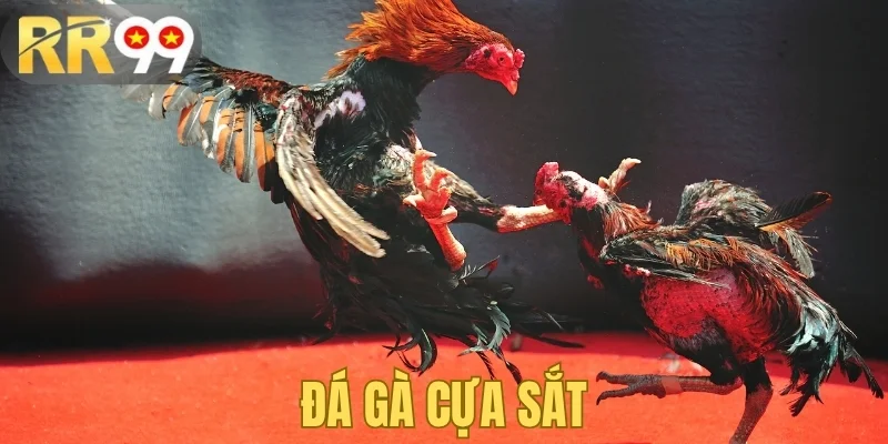 Đá gà cựa sắt tại trang chủ rr99