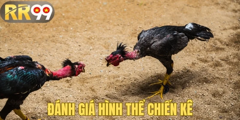 Đánh giá hình thể chiến kê