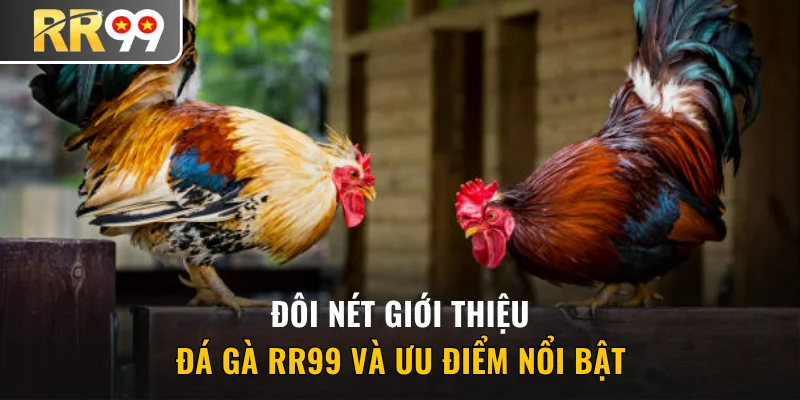 Đôi nét giới thiệu đá gà và ưu điểm