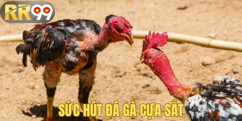 Sức hút của thể loại đá gà cựa sắt